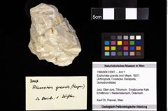 Foto (Objekt + Etiketten) von Eodromites grandis (von Meyer, 1857) 